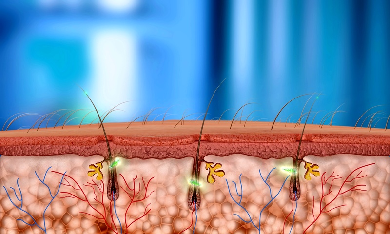 A szőrszál szerkezete