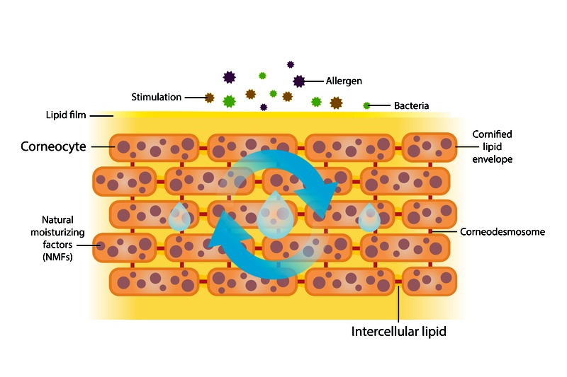 A bőr funkciói, 3. rész: a hidrolipid film