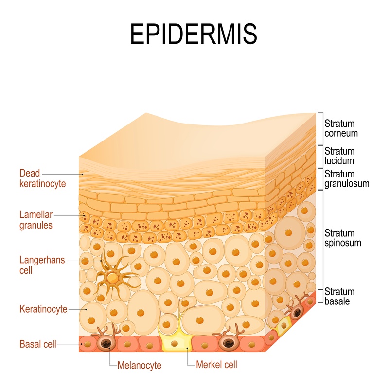 A bőr funkciói, 1. rész