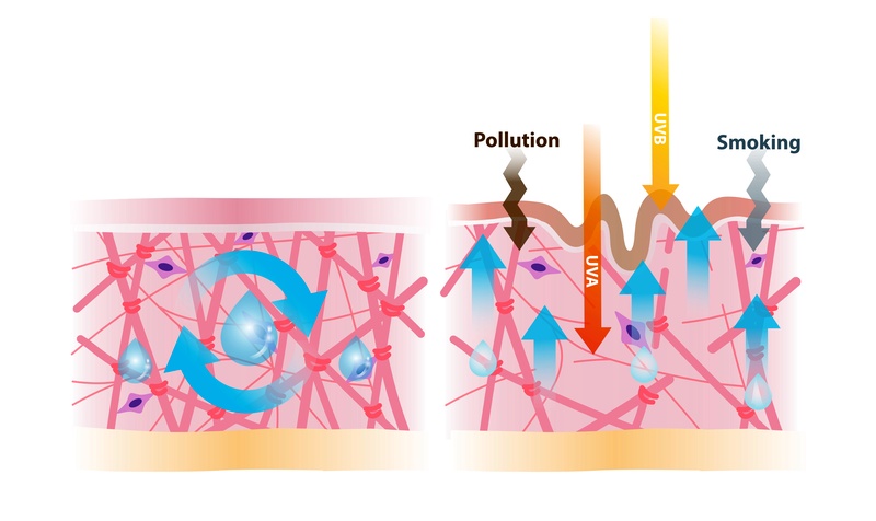 A bőr öregedésének külső okai