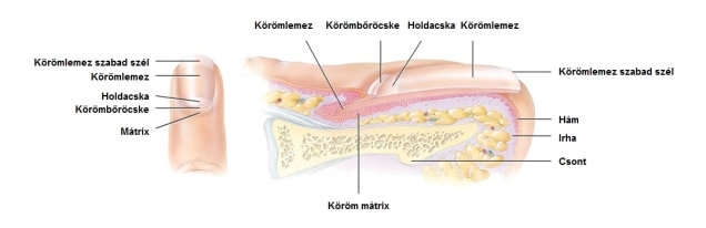 A köröm