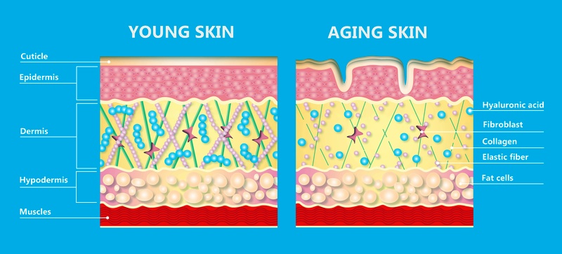 A bőr öregedésének belső okai: a természetes öregedés